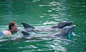Take the 2 night cruise to swim with th dolphins in Freeport Bahamas Take the 2 night cruise to swim with th dolphins in Freeport Bahamas